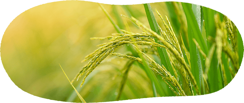 プライバシーポリシー